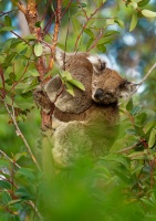 Koala - Phascolarctos cinereus o3308